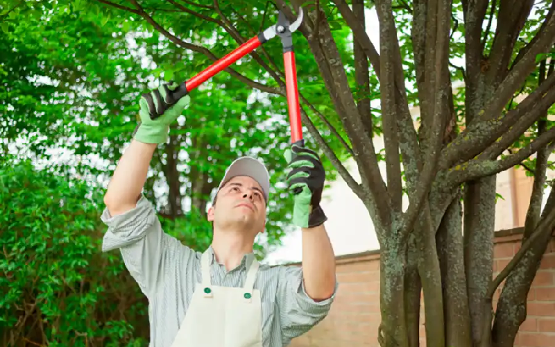 Transform Your Landscape With Expert Tree Service